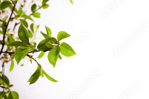 Twig with green cherry leaves on a white background with copy space. Springtime. Close-up. Interior decor. Elegant business card. Mockup design. Mothers day postcard. Freshness. Minimalist. Gardening.