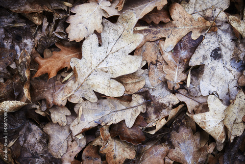 Frozen oak leaves. Fallen oak tree leaves frozen by winter frost. Cold seasonal background.