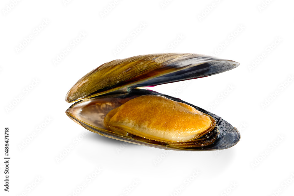 Boiled mussel isolated on a white background. seafood deliciousness Boiled mussel isolated on a white background. seafood deliciousness