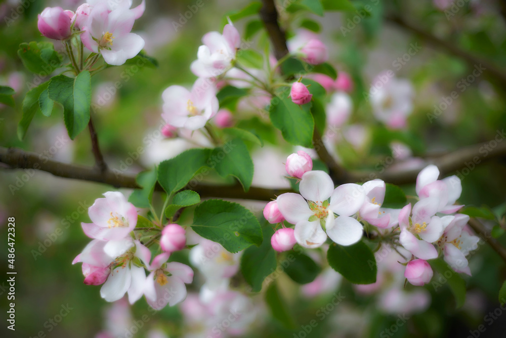 Pink flowers on a spring tree. Selective focus of beautiful branches of pink Apple tree blossoms on the tree over green foliage. Flora pattern texture. Natural spring background. Pink flowers on a spring tree. Selective focus of beautiful branches of pink Apple tree blossoms on the tree over green foliage. Flora pattern texture. Natural spring background.