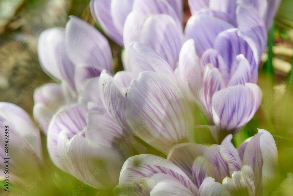 Purple striped crocus blossoms in spring. Blooming flowers on a sunny day on a green meadow. Close up. Shallow depth of field.