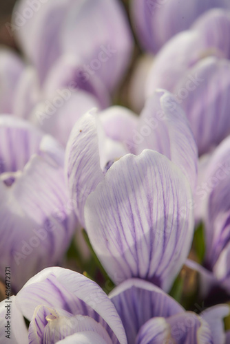 Purple striped crocus blossoms in spring. Blooming flowers on a sunny day on a green meadow. Close up. Shallow depth of field.