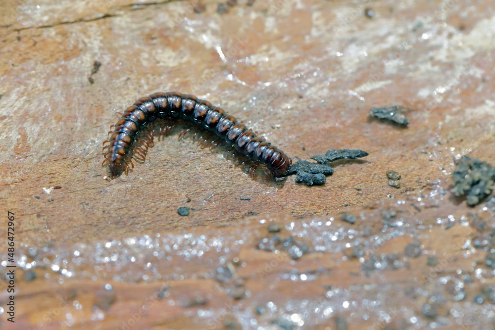 Millipedes (Diplopoda) are a group of widely distributed saprophages. They are major consumers of organic debris - dead vegetable matter.