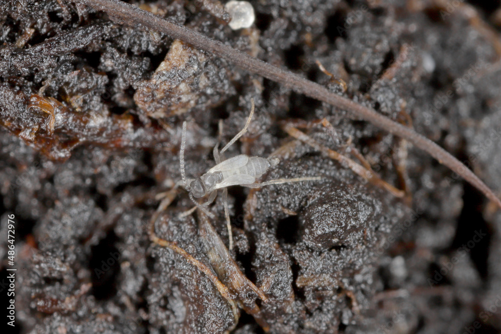 Macro image of a Dark-winged Fungus Gnat - Sciaridae on the ground in the garden.