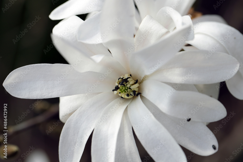 Obraz premium Numerous pollen beetles Brassicogethes (formerly Meligethes) aeneus in a magnolia flower.