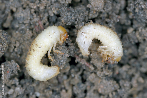 The larva of the May beetle Common Cockchafer or May Bug (Melolontha melolontha). Grubs are important pest of plants.