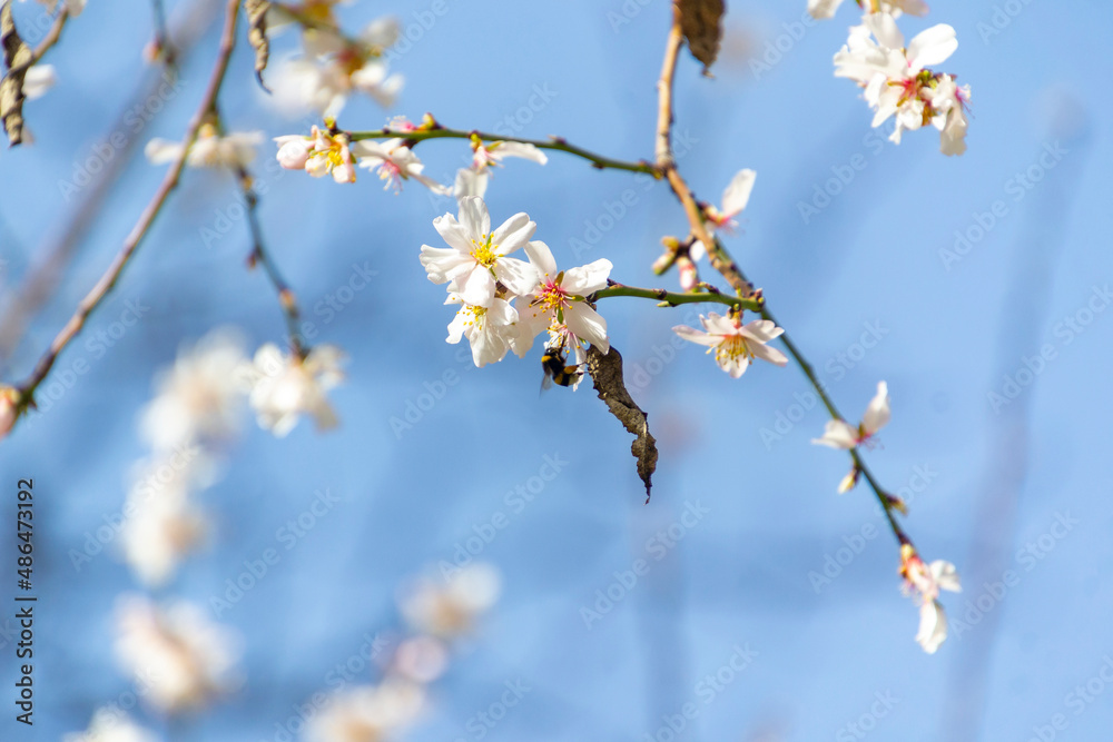 Bumblebee perched on the pistil and stamens of the white flower of the almond tree in El Retiro park in Madrid, Spain. Europe. Horizontal photography. World Bee Day, May 20, 2023. Spring Time 2023.