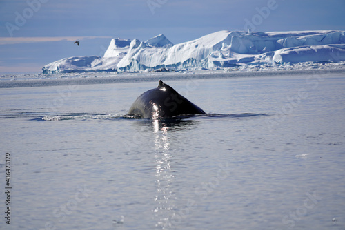 iceberg in polar regions