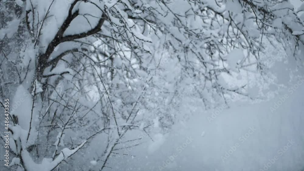 Close-up of the snow accumulated on the branches of a tree. Slow motion Close-up of the snow accumulated on the branches of a tree. Slow motion