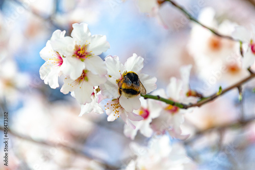 Bumblebee perched on the pistil and stamens of the white flower of the almond tree in El Retiro park in Madrid, Spain. Europe. Horizontal photography. World Bee Day, May 20, 2023. Spring Time 2023. © Fernando Astasio