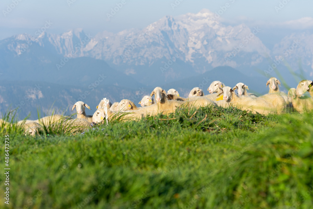 Naklejka premium Sheep's in the mountains