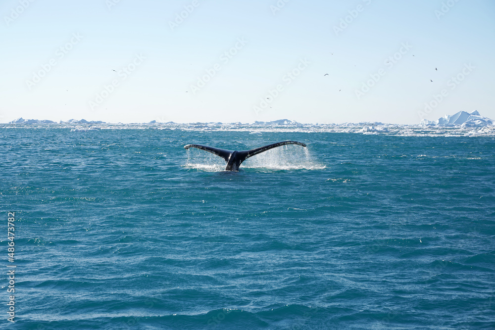 Fototapeta premium iceberg in polar regions