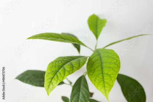 Close-up of fresh green avocado leaves on white background. Grow an avocado tree at home. Spring vibes.