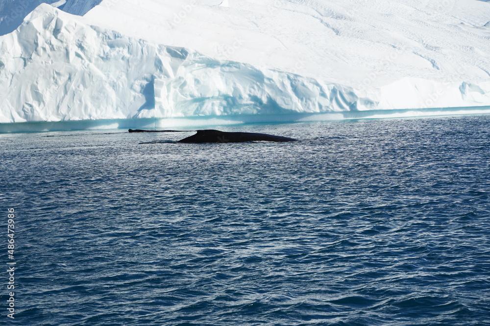 iceberg in polar regions iceberg in polar regions