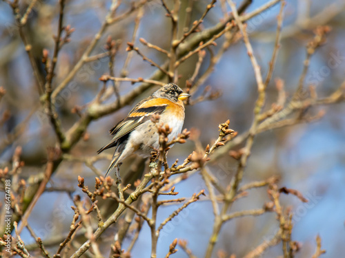 Brambling Perched on a Branch