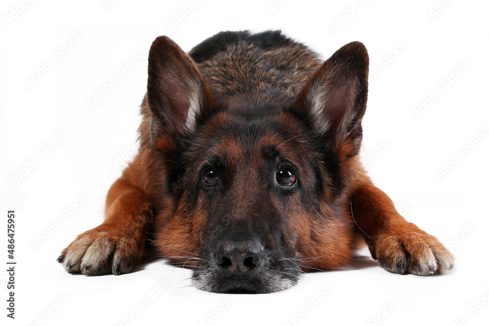 Close up portrait of head of old german sheperd dog lying down isolated on white background