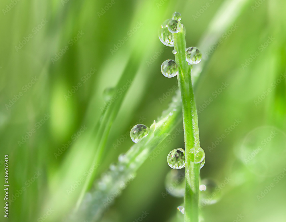Transparent drops of morning dew on green grass on a sunny day. Transparent drops of morning dew on green grass on a sunny day.