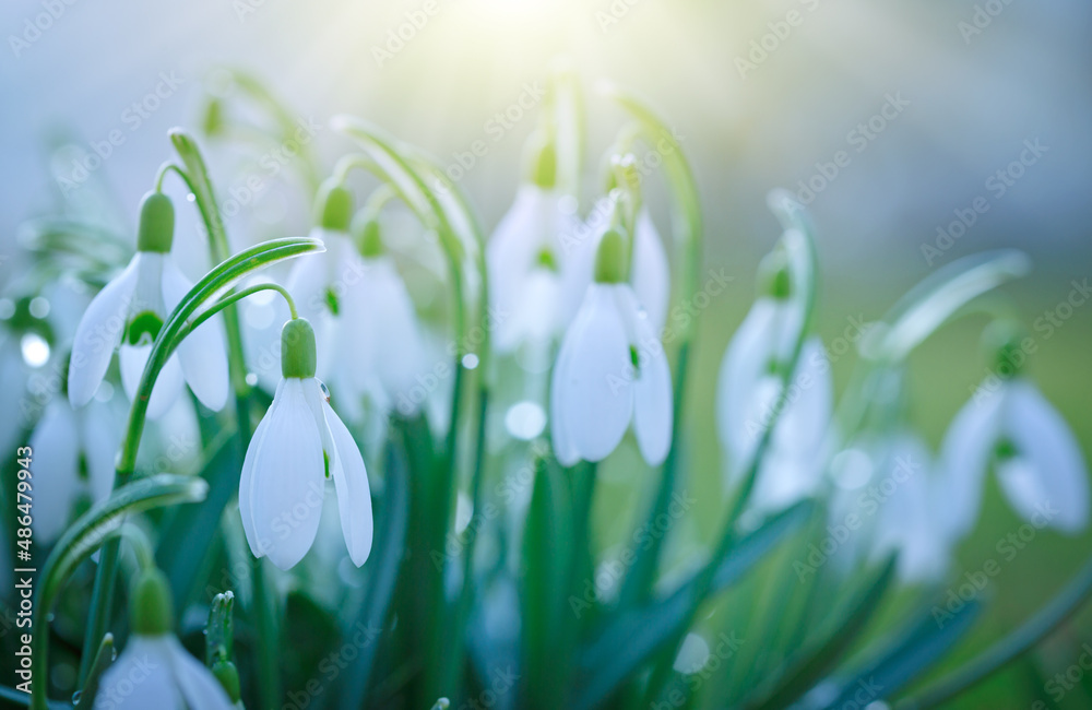 Fototapeta Easter background with snowdrops on bokeh background in sunny spring garden