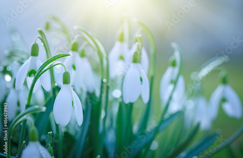 Easter background with snowdrops on bokeh background in sunny spring garden