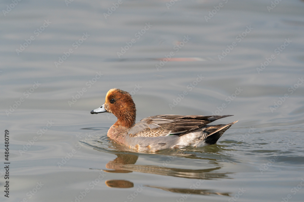 Young Eurasian Wigeon (Mareca penelope) swimming in the sea Young Eurasian Wigeon (Mareca penelope) swimming in the sea
