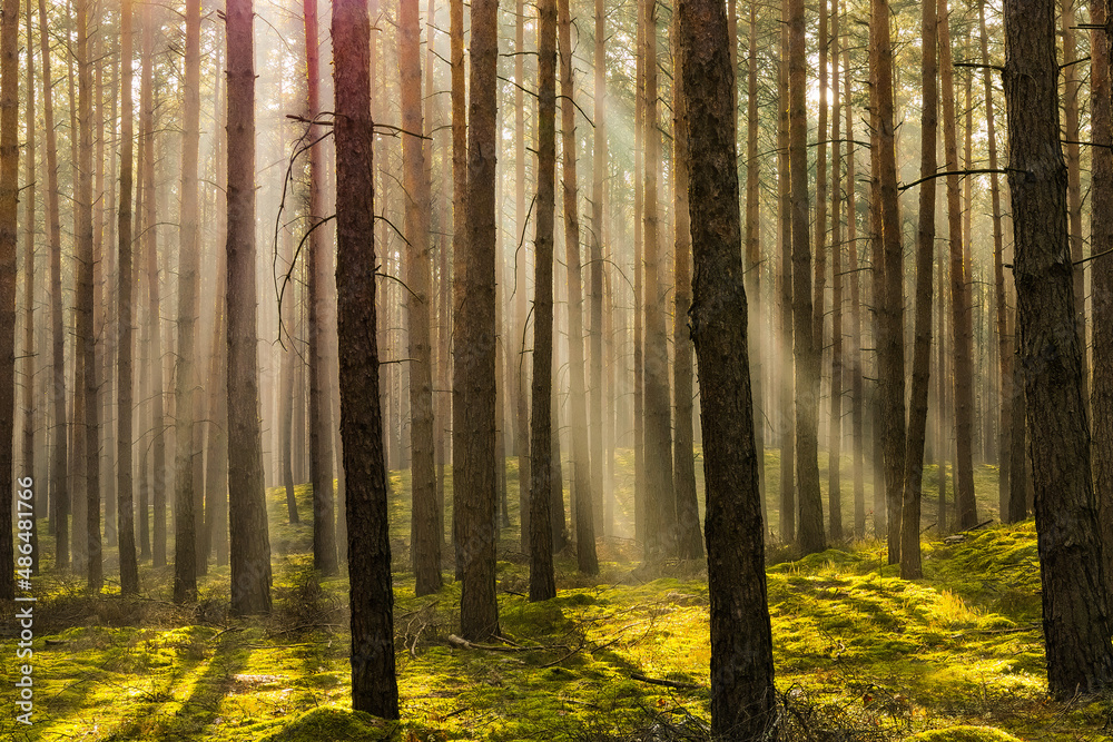 Sosnowy las w mglisty, słoneczny poranek. - obrazy, fototapety, plakaty 