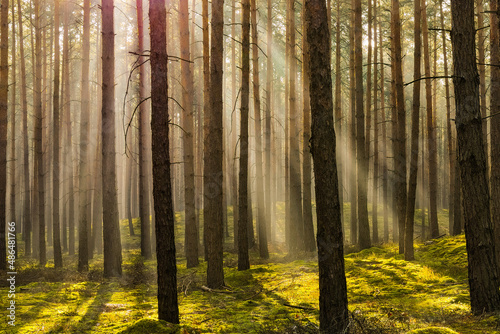 Sosnowy las w mglisty  s  oneczny poranek.
