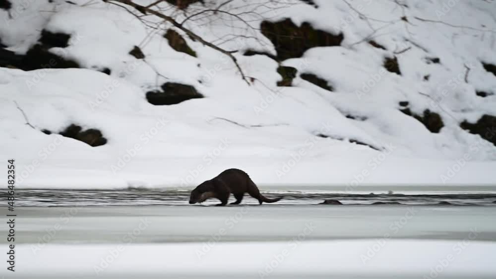 Eurasian Otter (Lutra lutra) in the river in winter. Bieszczady Mountains, Carpathians, Poland. Eurasian Otter (Lutra lutra) in the river in winter. Bieszczady Mountains, Carpathians, Poland.