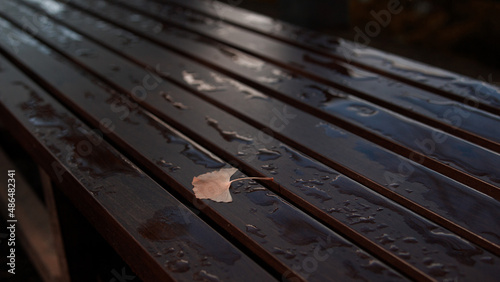 Leaf on the bench 