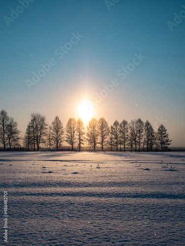 Snow sparkles at snowy field in winter evening. Silhouette of trees in rays of the setting sun. Place for your text. The cold season.
