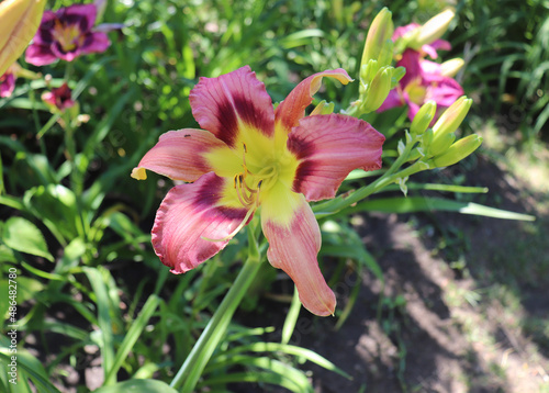 Wild And Wonderfull. Luxury flower daylily in the garden close-up. The daylily is a flowering plant in the genus Hemerocallis. Edible flower.