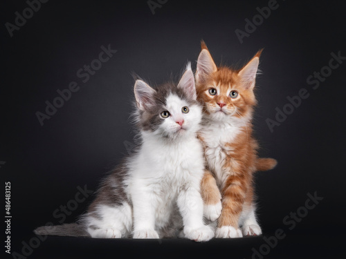 Adorable duo of young Maine Coon cat kittens, playing together. Looking aboven and towards camera. Isolated on a black background. photo