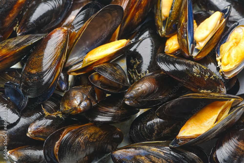 steamed mussels entree. Cooked mussels on white plate on white background deliciousness seafood steamed mussels entree. Cooked mussels on white plate on white background deliciousness seafood