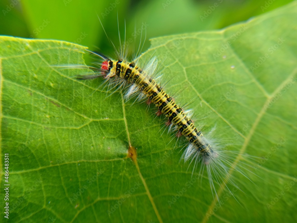 caterpillars