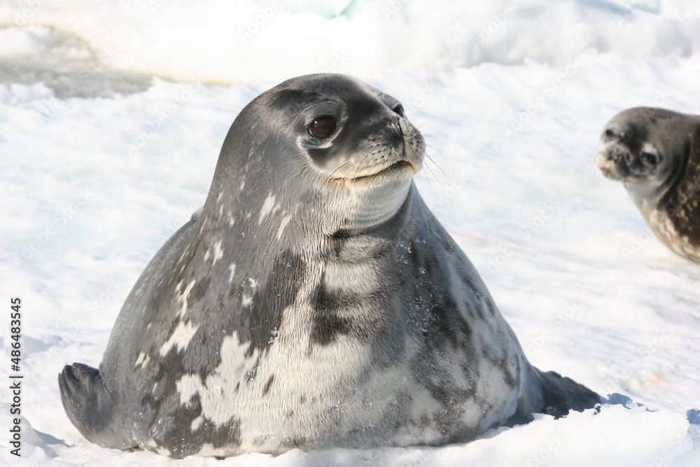 Naklejka premium Seal in Antarctica