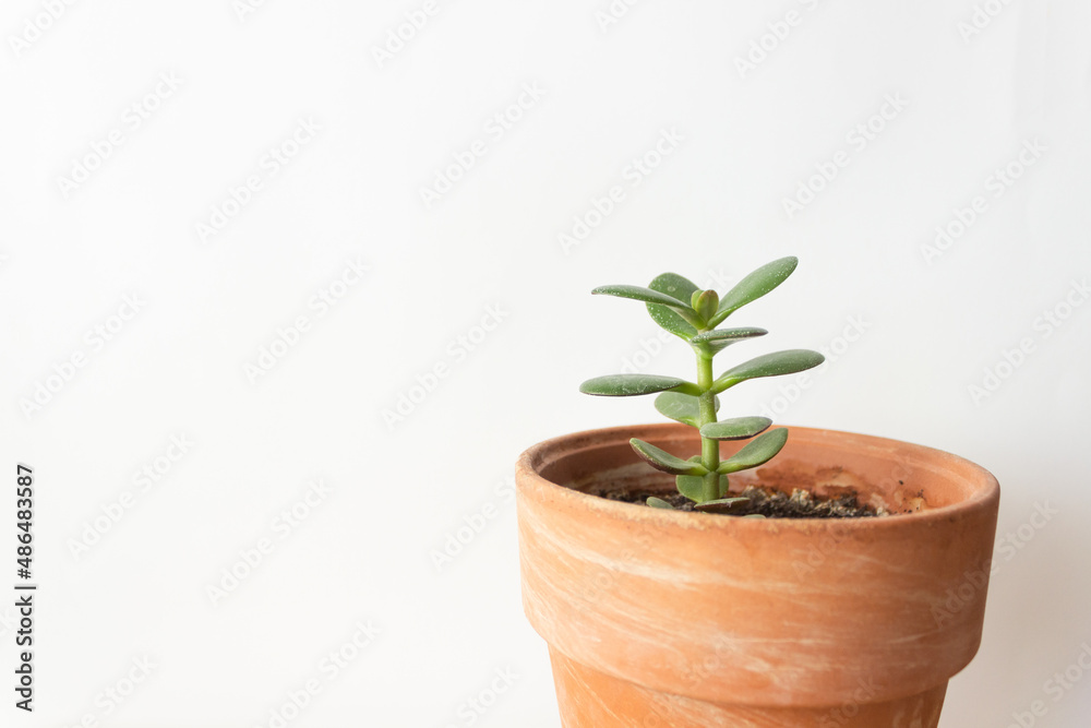 Small green sprout of succulent crassula houseplant in a ceramic pot. White background. Concept of home garden. 