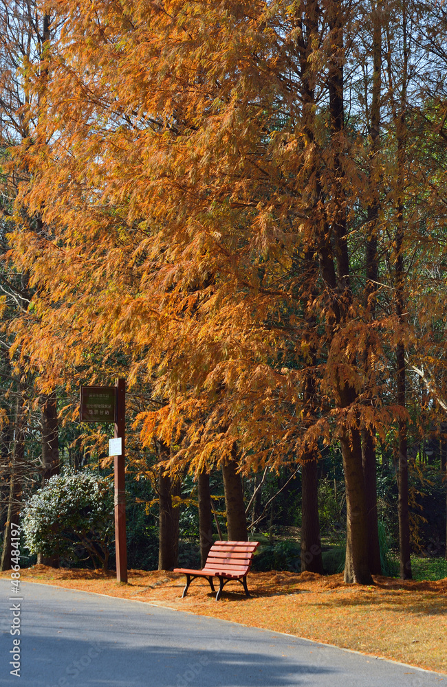 Naklejka premium autumn in the forest