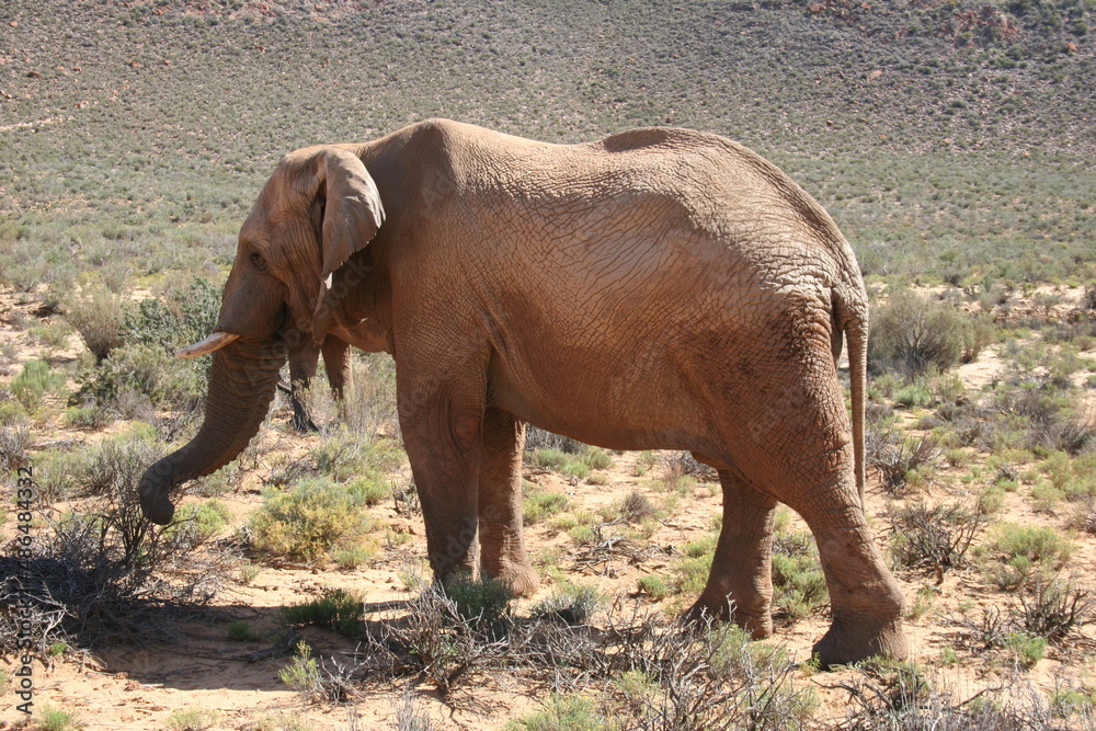 Fototapeta premium Wild animals in Africa