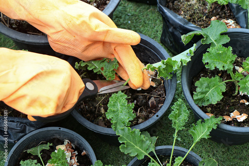 Use the tip of the sharp blade of the scissors. cut at the stem of the kale to cook.