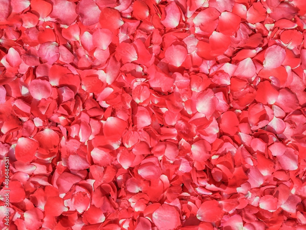 pink rose petals background