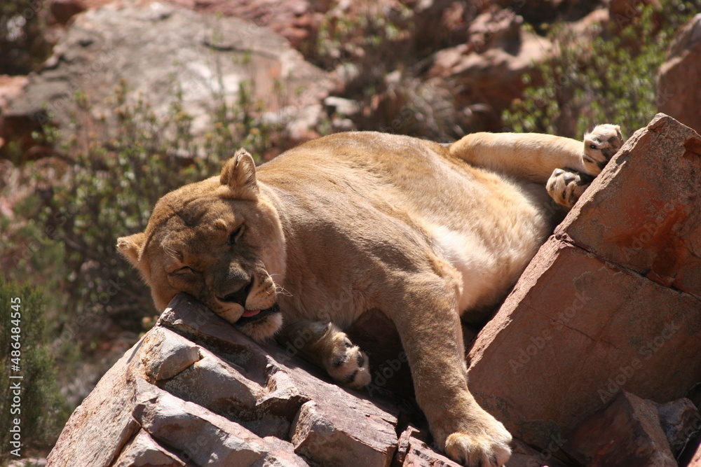 Fototapeta premium Wild animals in Africa