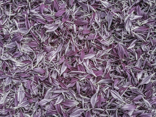 seamless purple chrysanthemum petals background.