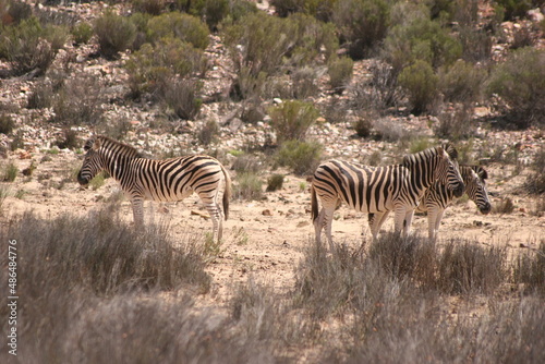 Wild animals in Africa