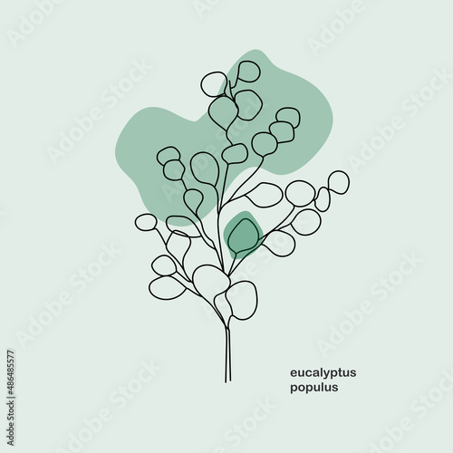 Art & Illustration/Eucalyptus populus