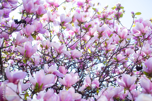 pink flowers of blooming magnolia branches in spring