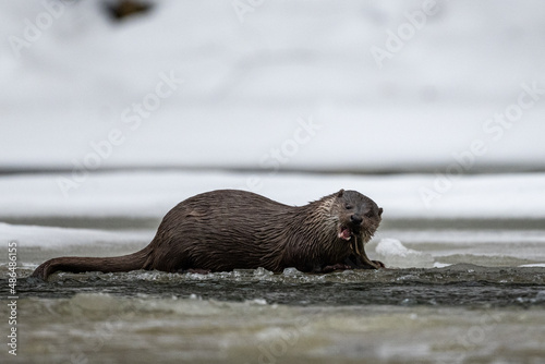 Eurasian Otter eating caught fish in the river in winter. Bieszczady Mountains, Carpathians, Poland.
