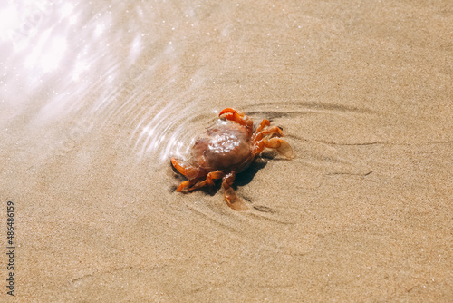 Sand texture background with red crab or crayfish. Nature sand top view on beach in summer. Wave pattern on the coast. Close up of some sand on the shore photo