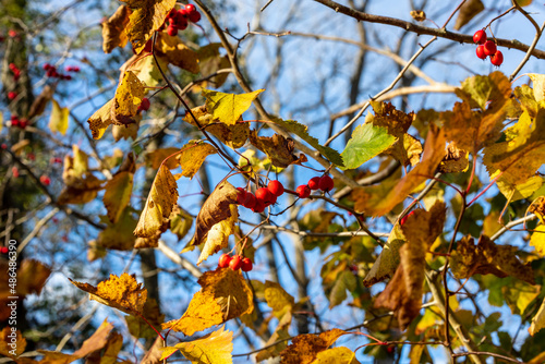 Red autumn berries and golden autumn leaves during sunny day. Branch of red hawthorn berries (Crataegus) at blue sunny sky background. White thorn red berries in fall at sunlight