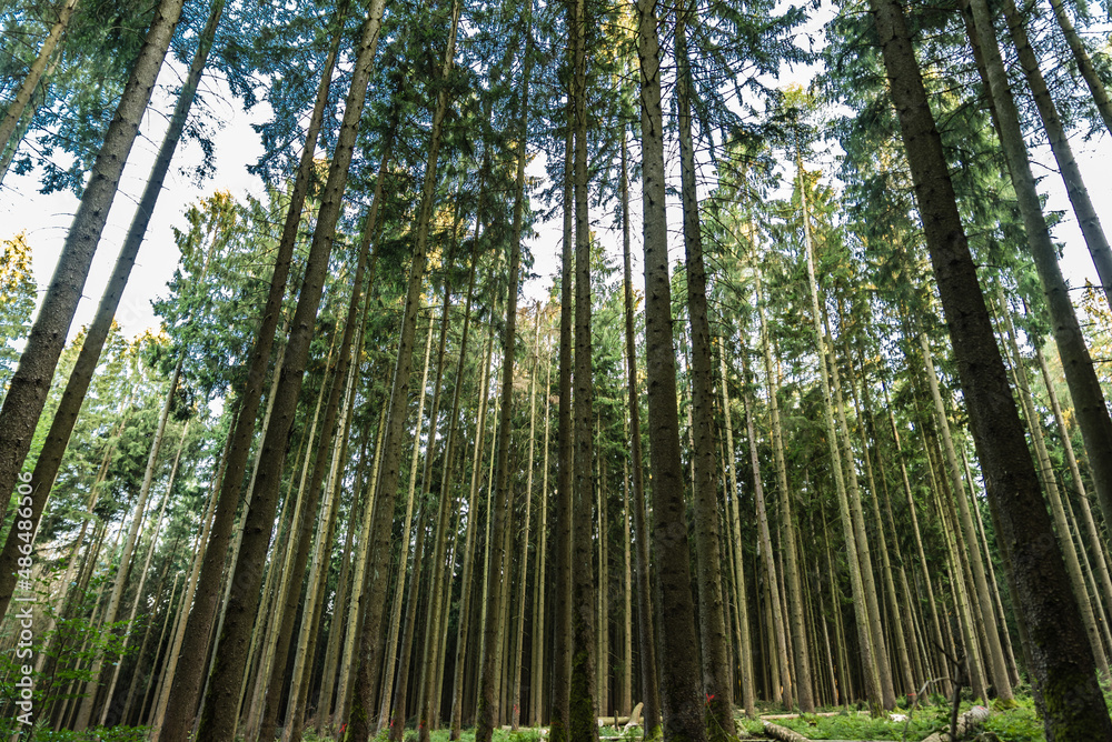 Obraz premium Group of thin trees in the Bavarian woods , Mespelbrunn, Germany