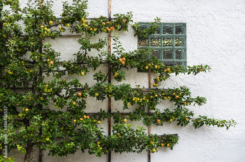 .Cox Orange Pippin apples growing on a tree in a German garden photo