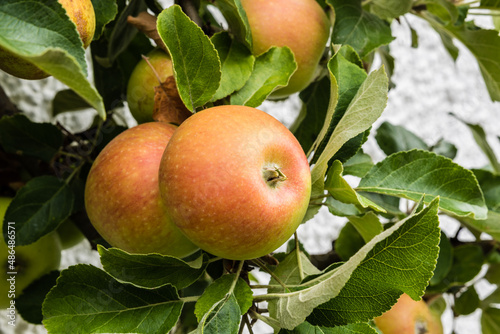 Canvastavla .Cox Orange Pippin apples growing on a tree in a German garden
